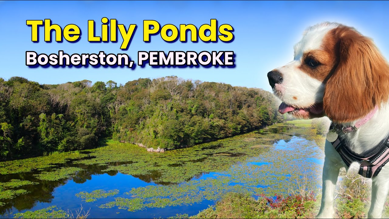 Bosherston Lily Ponds Pembrokeshire - A Walk 