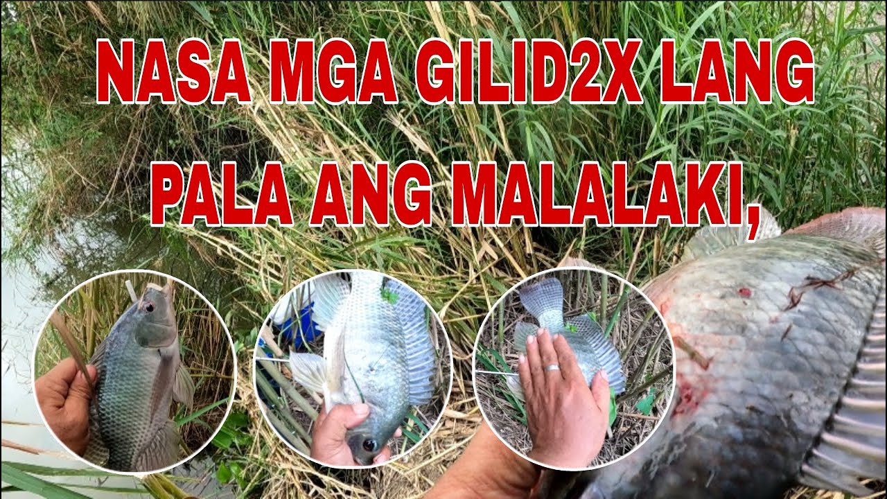 RESBACK SA MARAMING TILAPIA  /Airgun Fishing /Fishgunerong Madiskarte