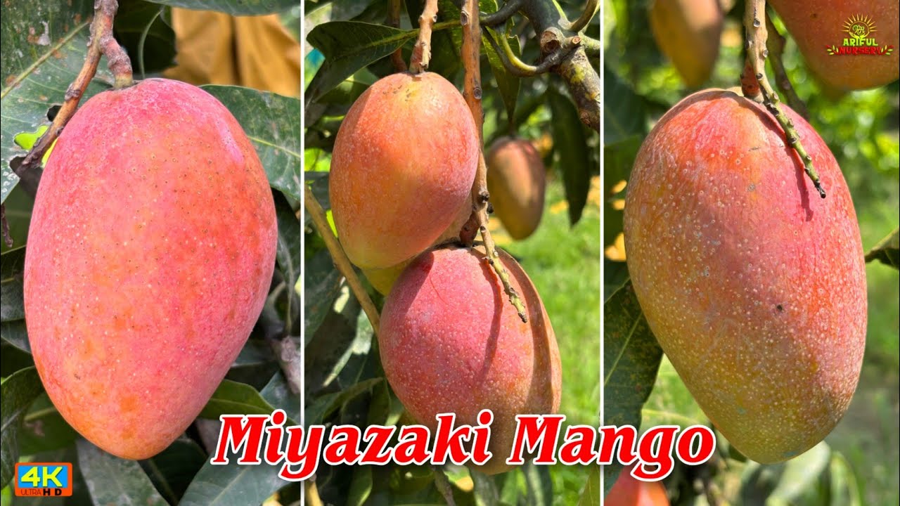 Miyazaki Mango plant farming 