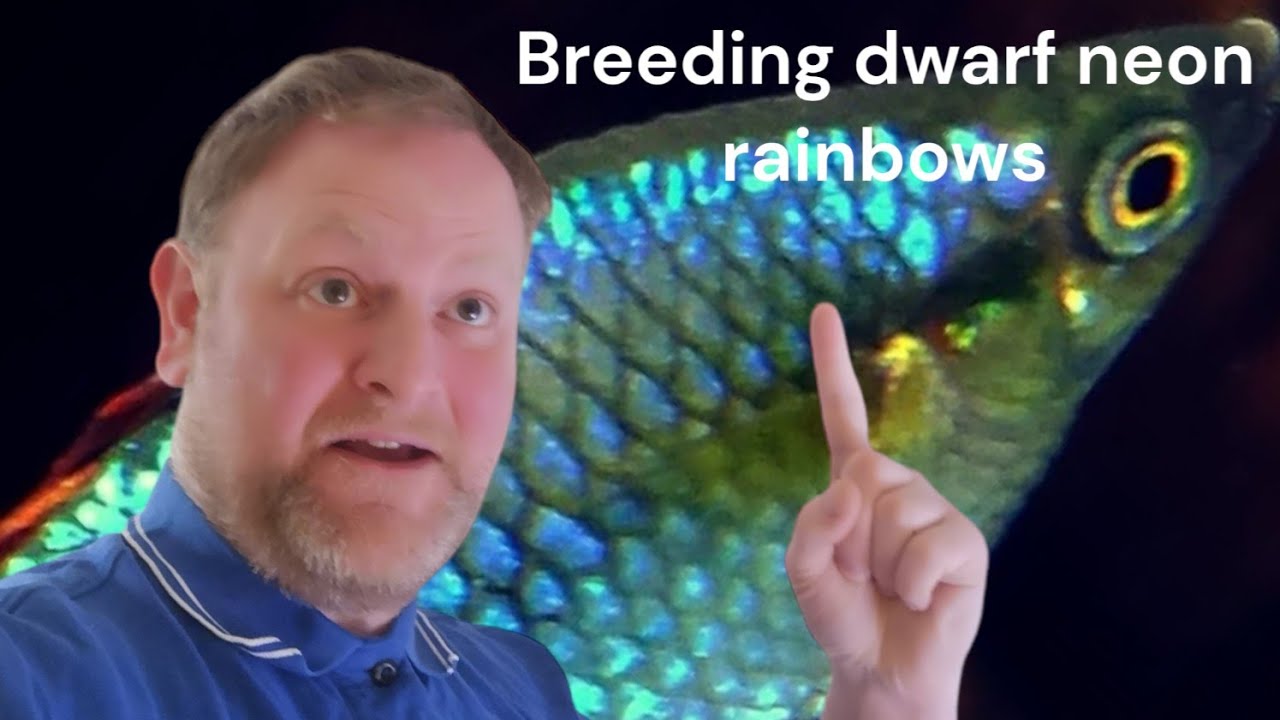 breeding praecox rainbow fish aka dwarf neon rainbow