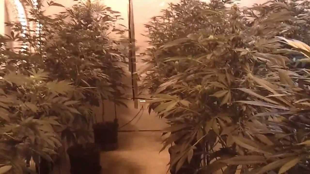 Upgraded Medical Grow Flower Room