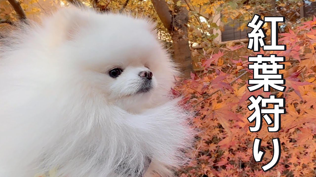 真っ白ポメ、紅葉デビュー