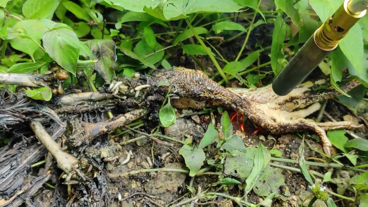 UNSATISFYING, Burning dead chicken full of maggots