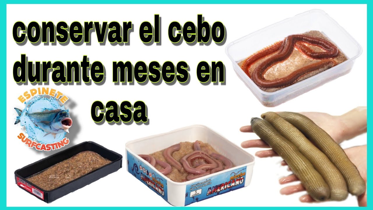 ‼️Vivero en casa para conservar el cebo durante meses lo explic&oacute; paso a paso, tita,llobarrero,etc.‼️