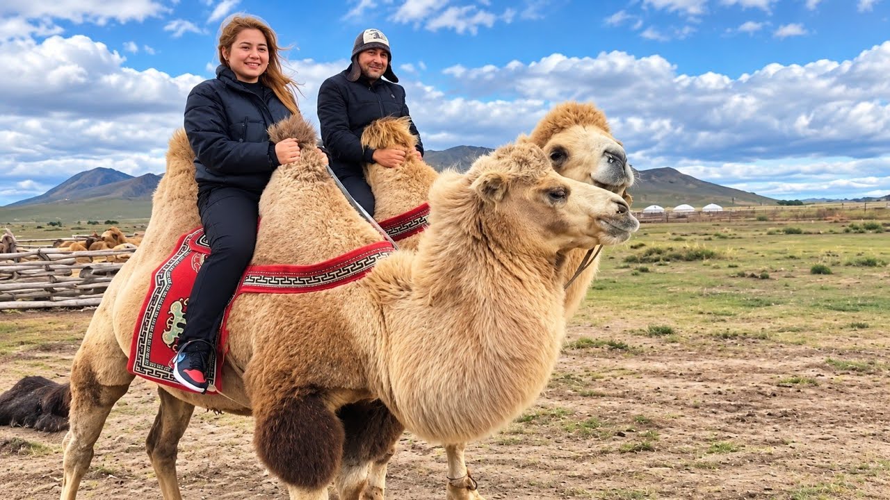 Sharif / Mongolia / Camel / Mongolian nomads/ Deel Village