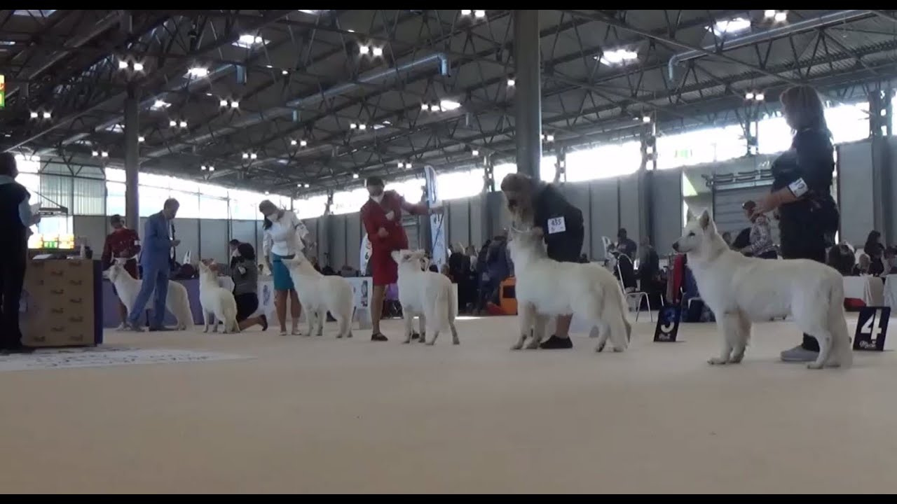 WDS 2021 Berger Blanc Suisse