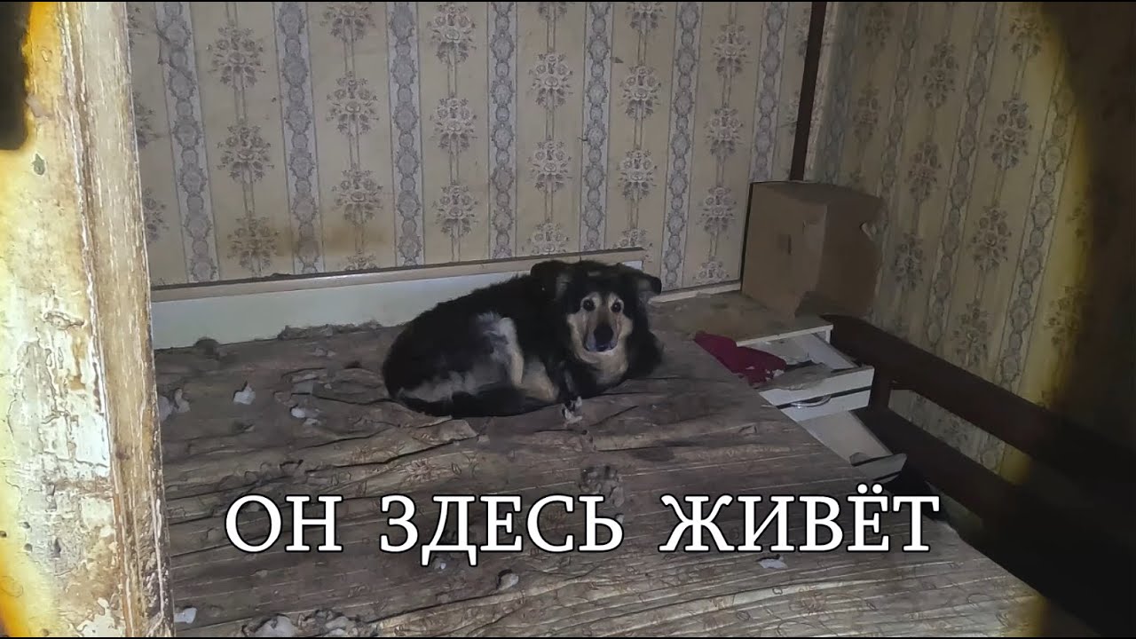 Он ждёт здесь. Заброшенная ферма зимой.Чьи то следы ведут в это место