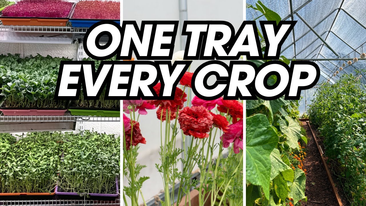 The Only Tray System You&rsquo;ll Ever Need For Starting Seeds (Time + Money Saver)