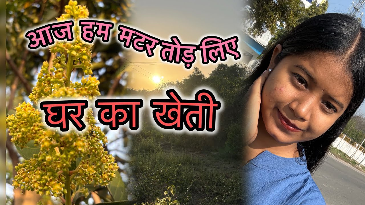 आज हम मटर तोड़ लिए । #viralvideo #villagerlifestyle #farming #matar #desilife #freshvegetables #like