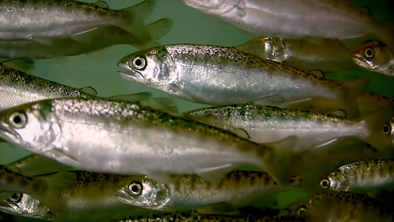 The Salmon Cannon is NOT a Weapon!