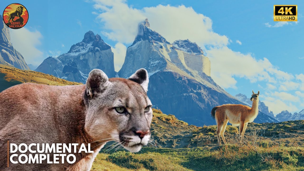 ANDES - El Reino de los Sobrevivientes Silenciosos | Documental Animal