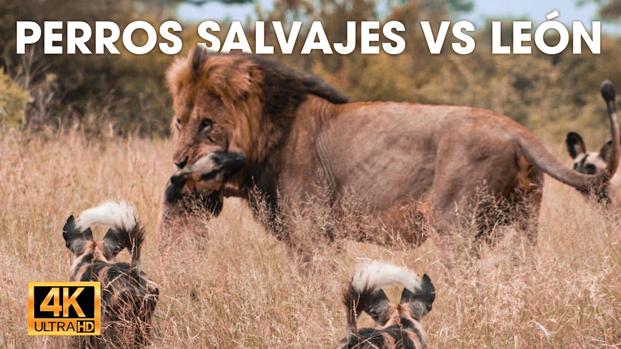 PERROS SALVAJES VS. LEONES - Choque de depredadores en la sabana #animalessalvajes