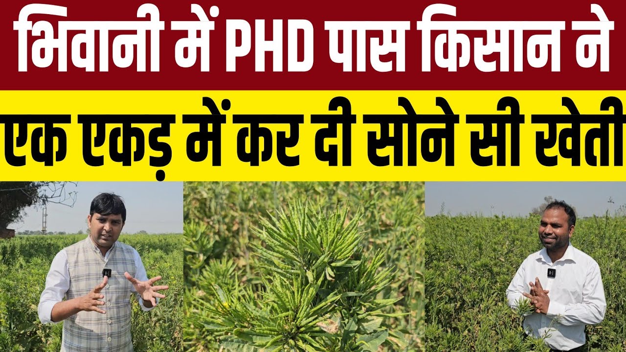 भिवानी में PHD पास किसान का स्मार्ट वर्क,तीन महीने की फसल से बनेगा लखपति 