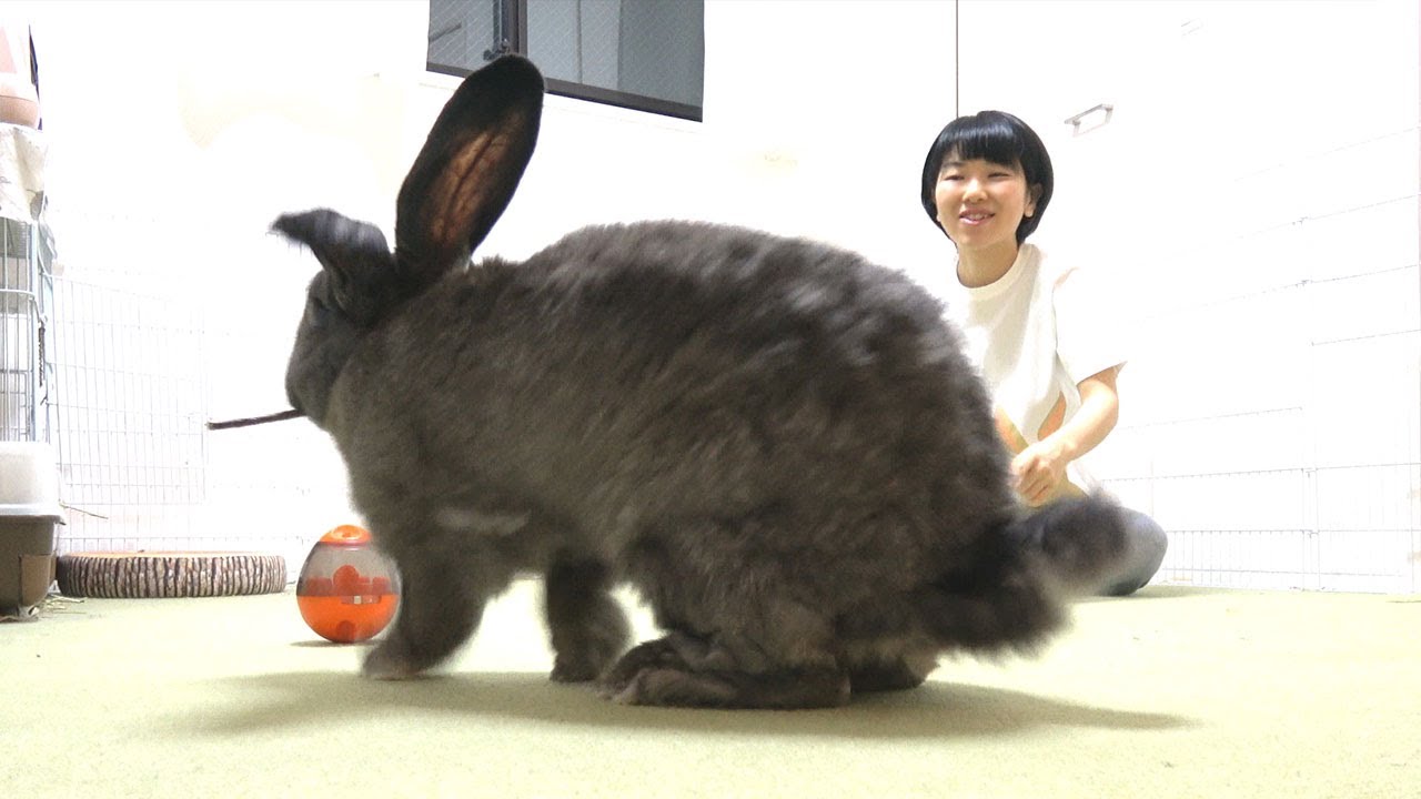 Giant Rabbit Plays Fetch Like a Dog!Intelligent Bunny Tricks