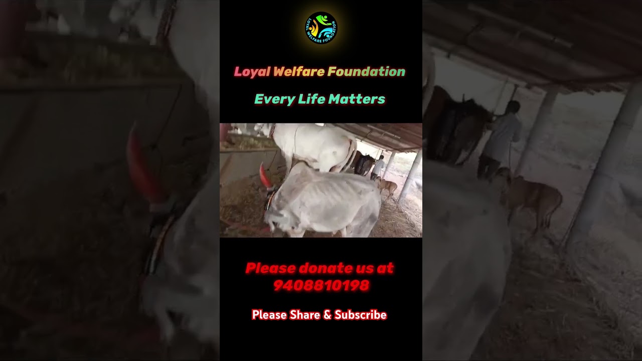We love cows, do you love them ?    
