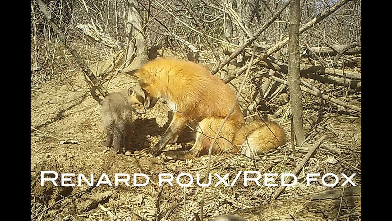 La vie de famille du renard roux/The family life of the Red Fox (Épisode 10)
