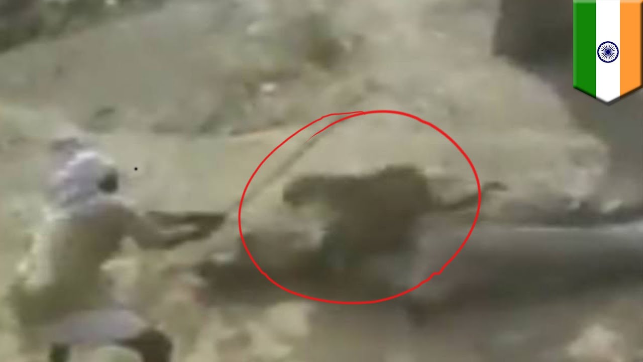 Man vs Leopard: Indian man faces off with big cat with nothing but a stick : TomoNews