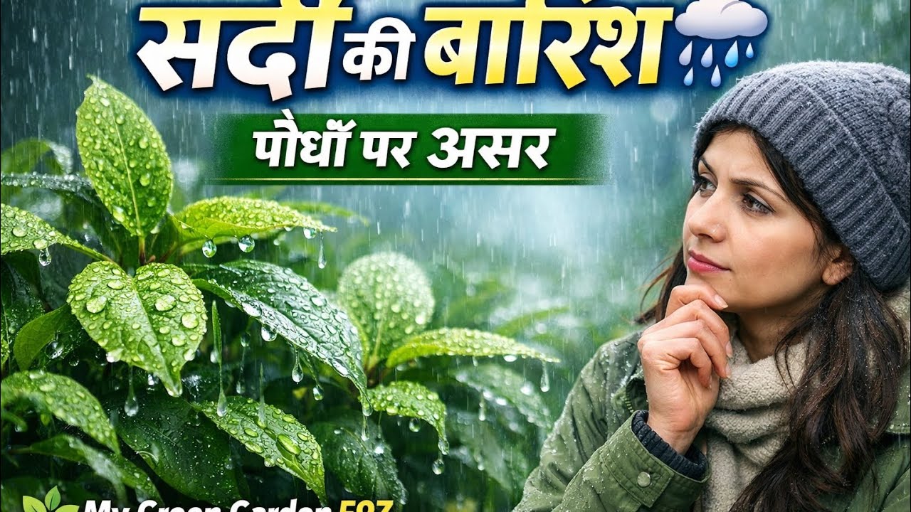 🌨SARDI ME JAB BARISH HOTI HE TAB PODHE KAISE HOTE HE BARISH KA ASR 