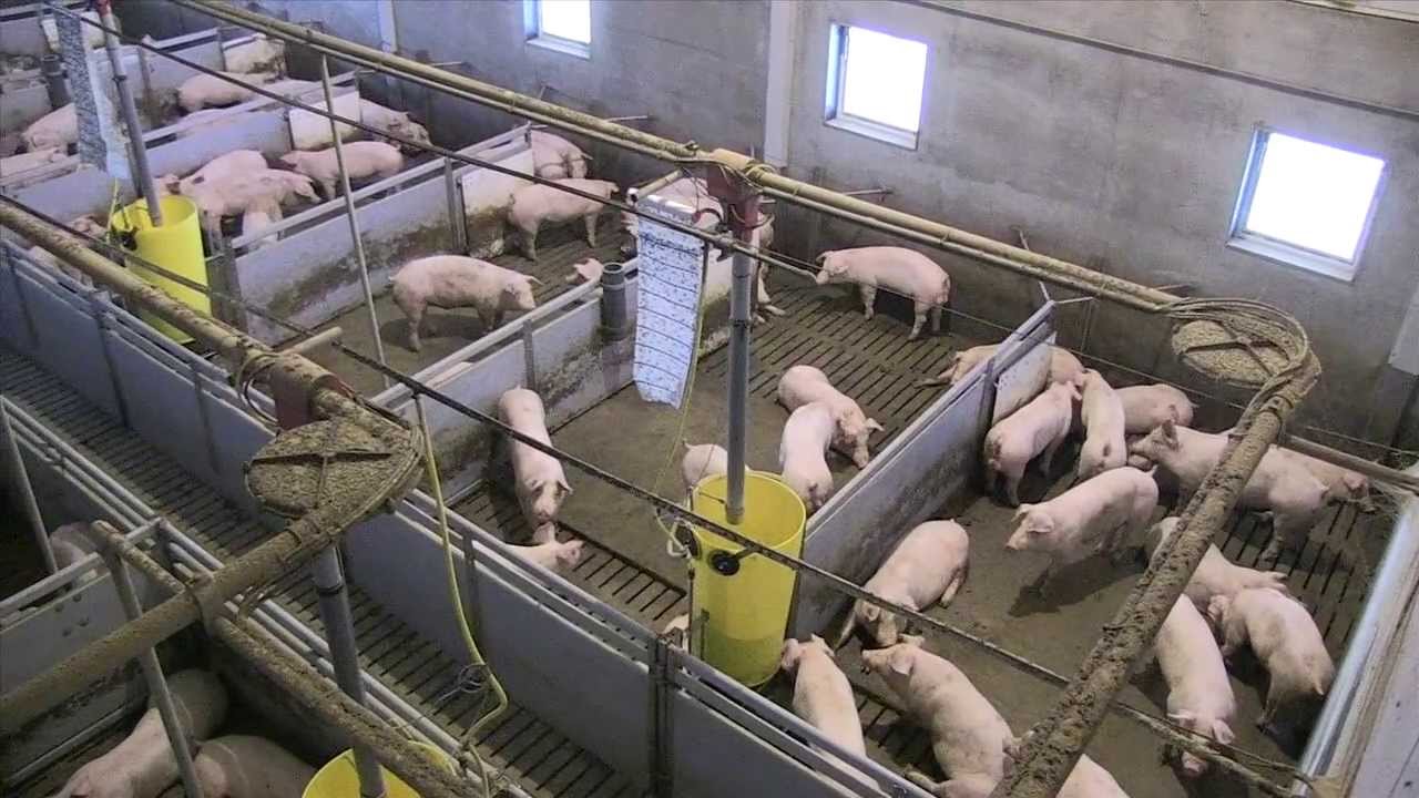 Stap in de Stal | Zichtstal Agro-Zicht | Kom varkens kijken
