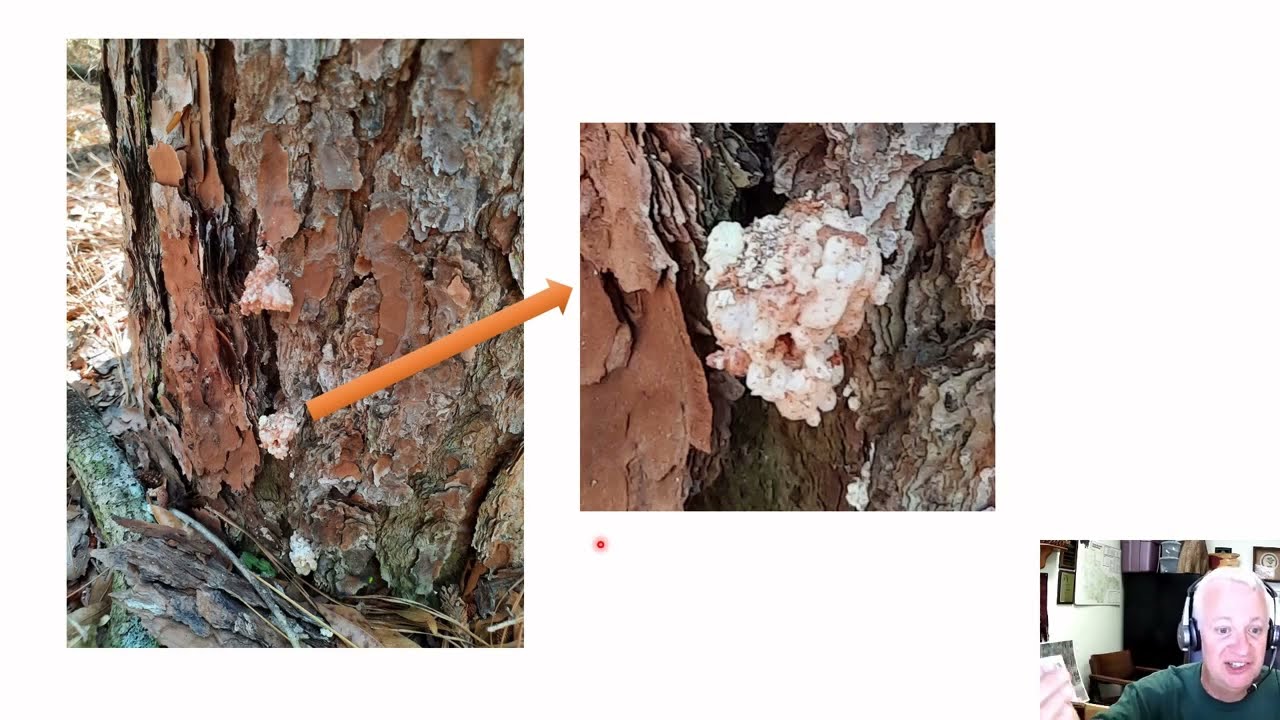 Sap vs. resin