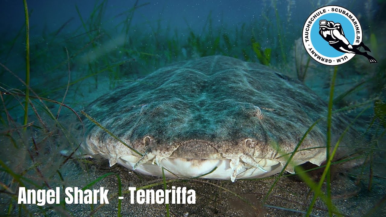 Butterfly Ray and Angel Shark at the same dive spot
