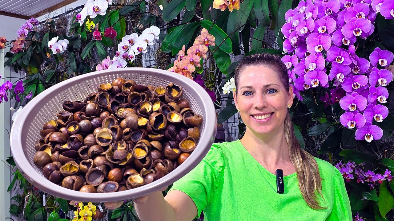Esse é o MELHOR SUBSTRATO para plantar ORQUÍDEAS