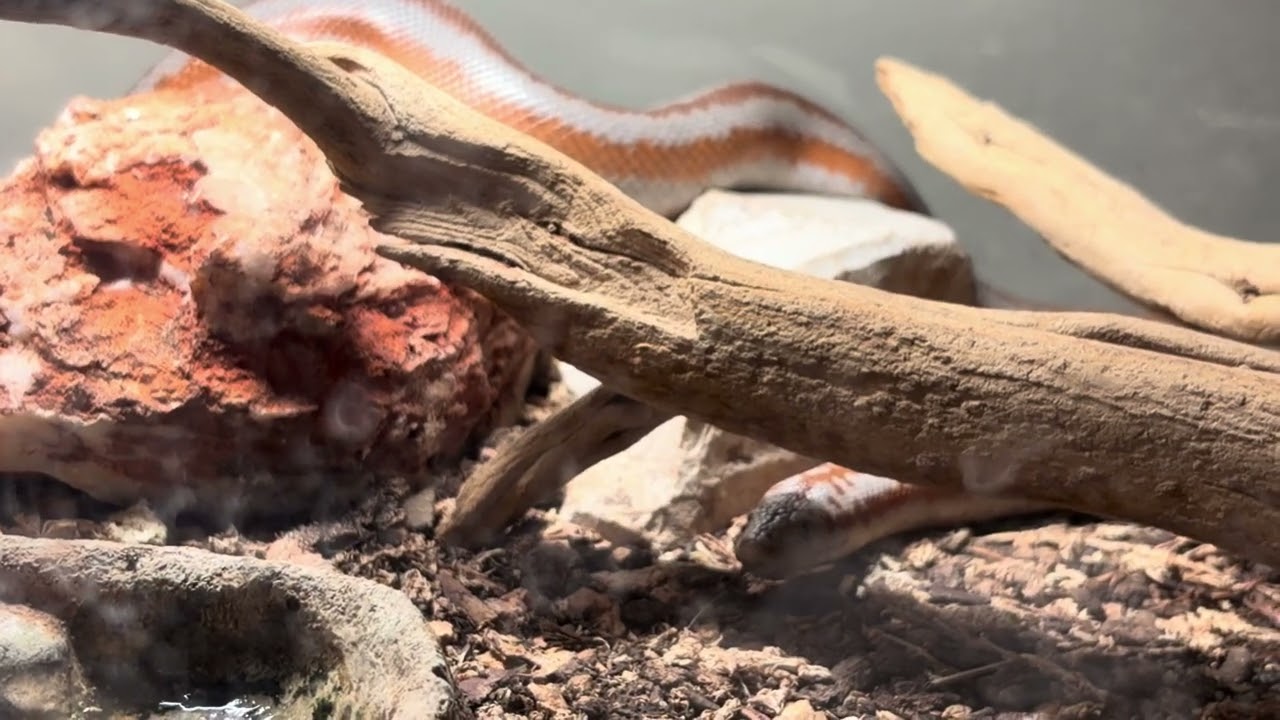 Rambling About My Rosy Boa