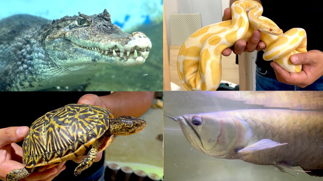 今まで爬虫類館で引き取った生き物を全て紹介します