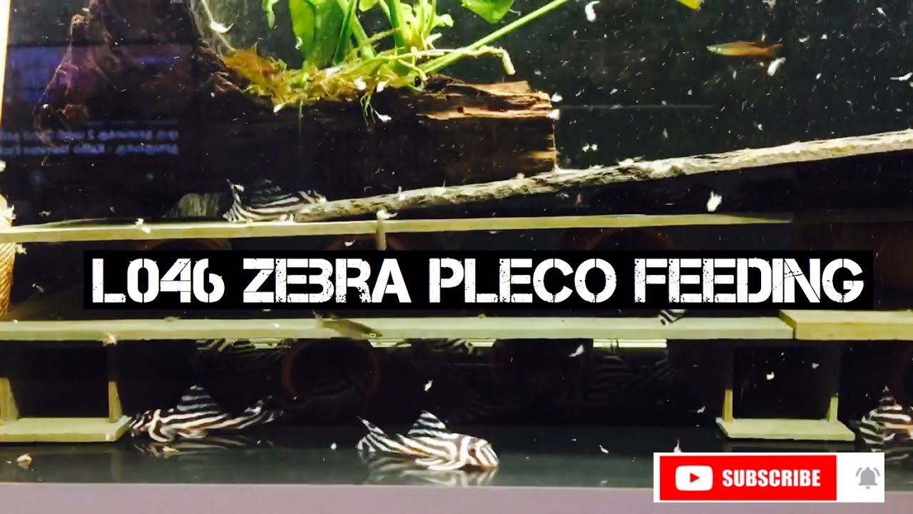 L046 zebra pleco feeding | hypancistrus zebra pleco Feeding Brain shrimp