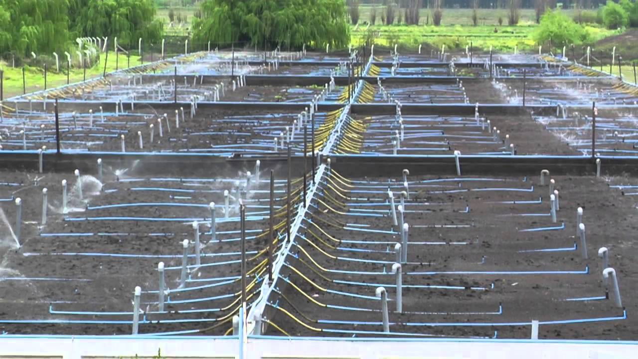 BioFiltro Sustainable Wastewater Treatment Technology - Agrofoods Customer - Fruit Processing