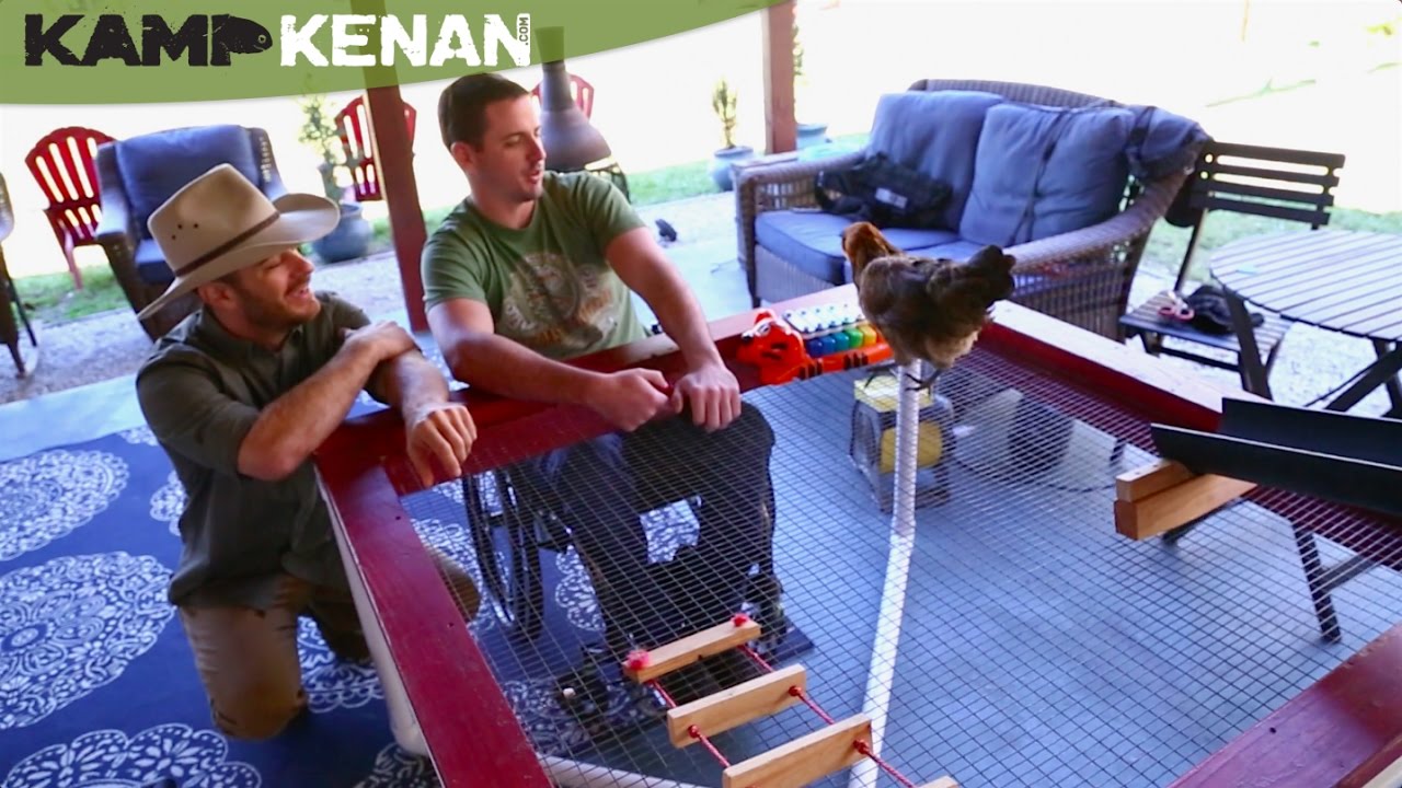 How to Train Your Chicken, REALLY