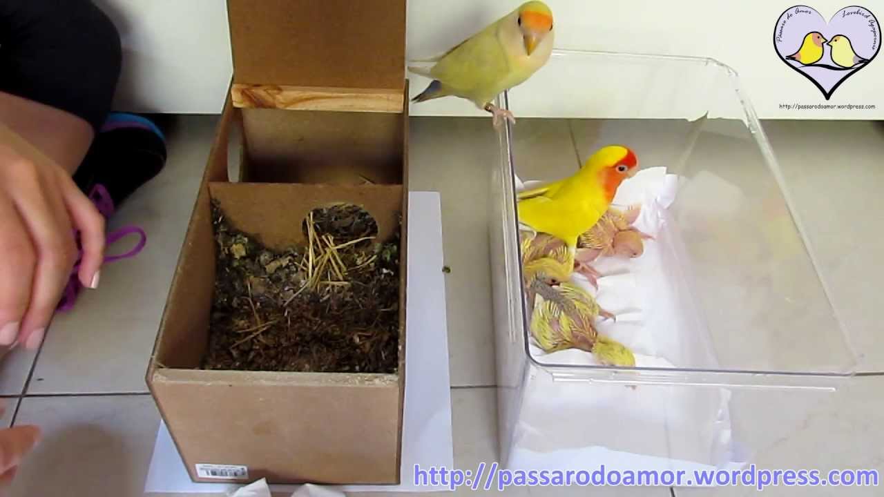 Fillhotes de Agapornis - Primeiros cuidados parte I