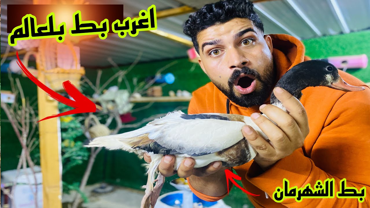 بط الشهرمان البري ضيف المزرعة😱