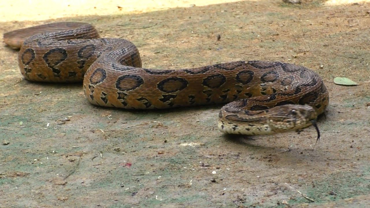 रसेल वाइपर का हमला scariest Russell viper attack:Bhadrak,Odisha