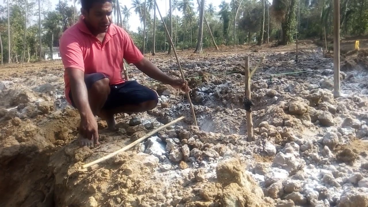 iguru sitawima ,ඉගුරු සිටවිම ,ginger cultivation