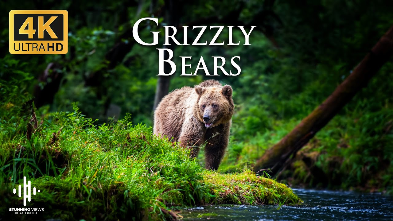Grizzly Bears in the Wild: Nature’s Fiercest Predators