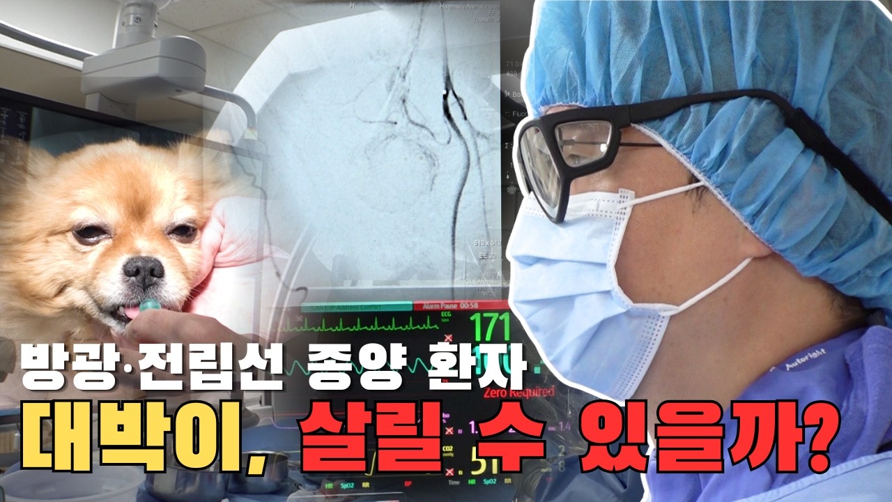 종양 판정받은 대박이를 위해 수의사가 꺼내든 &lsquo;마지막 카드'
