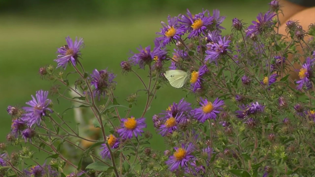 Backyards For Wildlife: Identifying Butterflies