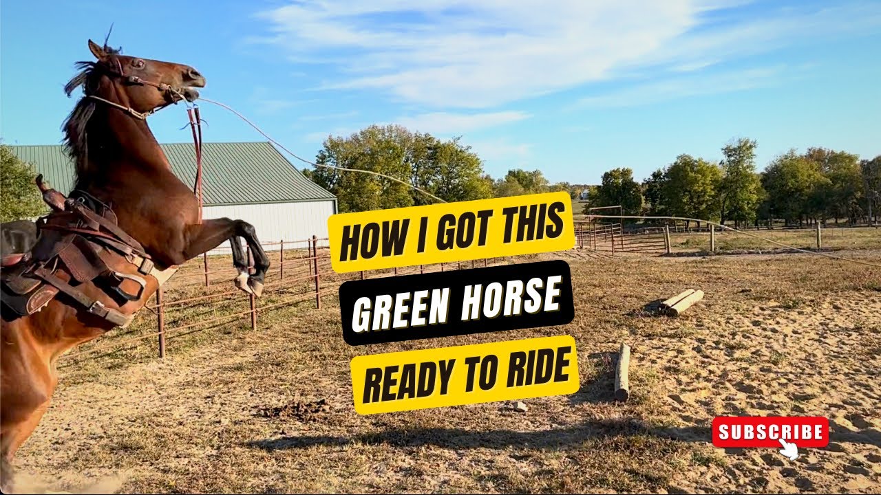 D/C  HOW TO TRAIN A GREEN HORSE USING A POST  Part 1 🐎  ROSIE