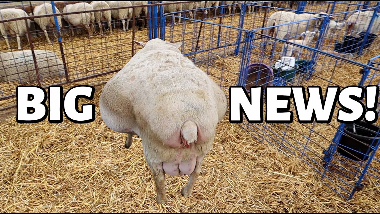 BIG MAMA IS IN LABOUR!! 😱(how many lambs were there?!!!) | Spring Lambing 2021 | Vlog 432