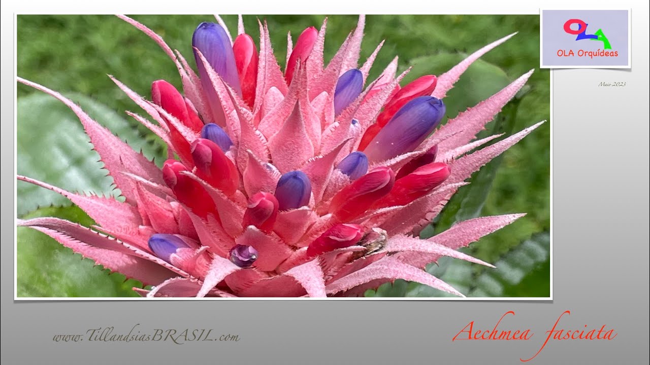 Aechmea fasciata, A bela bromelia do nordeste brasileiro