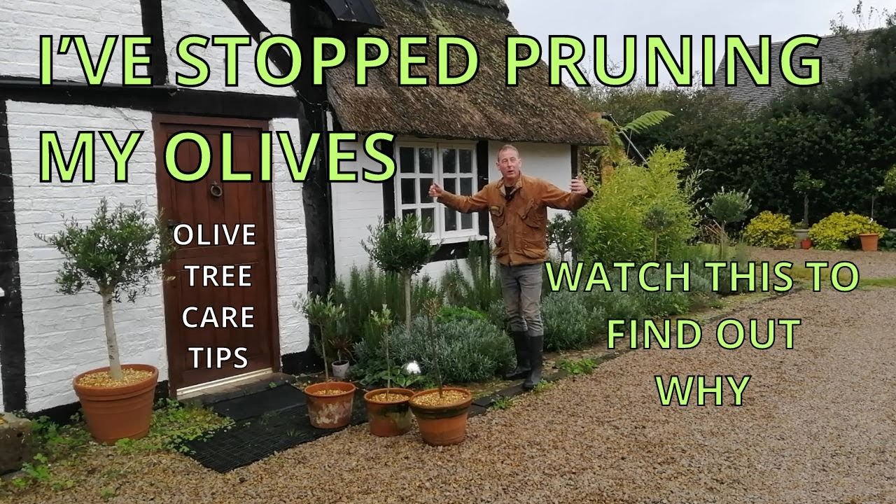 I've STOPPED PRUNING my OLIVES. OLIVE TREE CARE Olive Tree Pruning