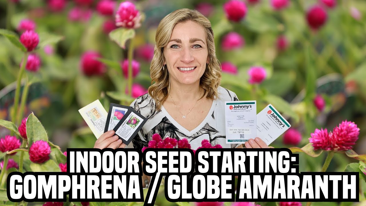 Indoor Seed Starting Gomphrena or Globe Amaranth