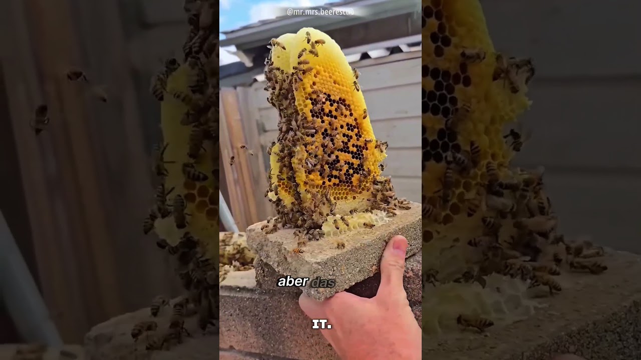 Der versteckte Bienenstock in der Wand 🐝