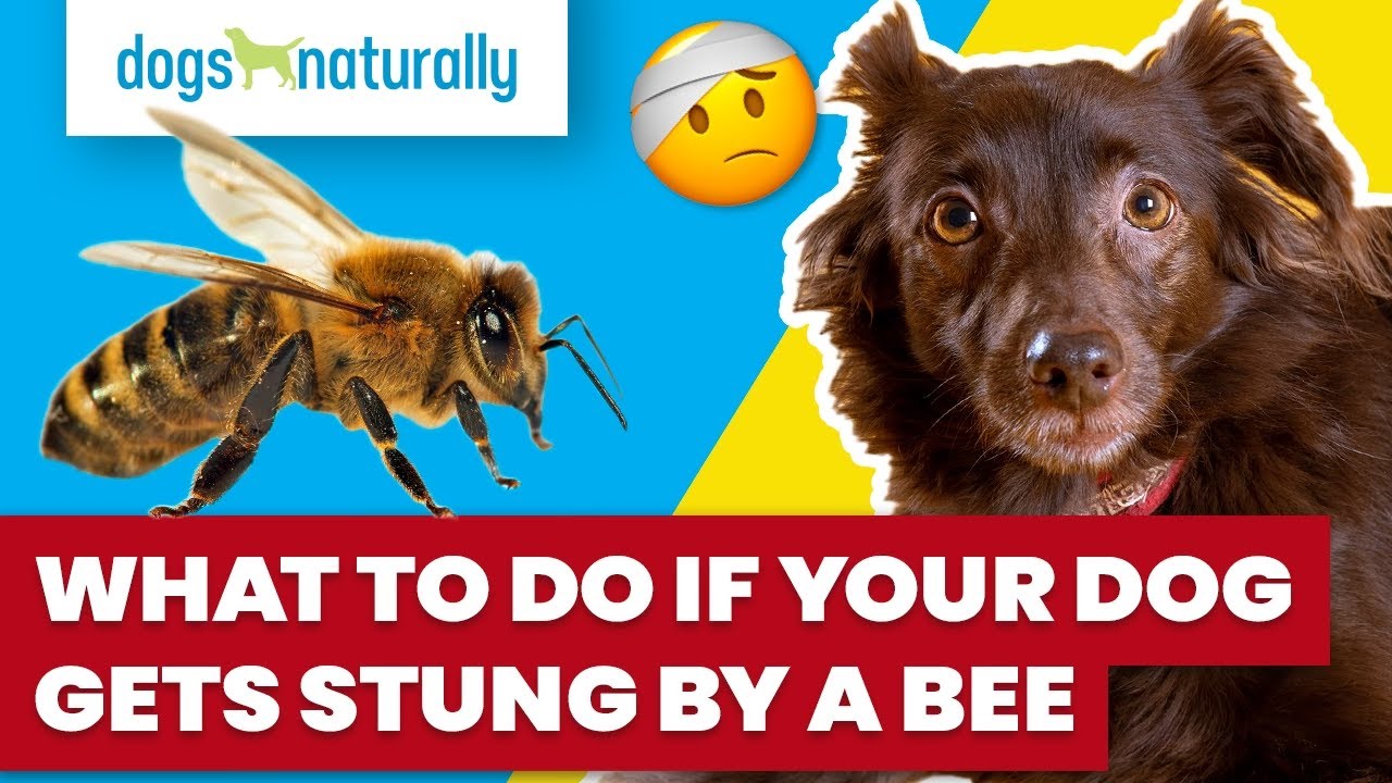 What To Do If Your Dog Gets Stung By A Bee