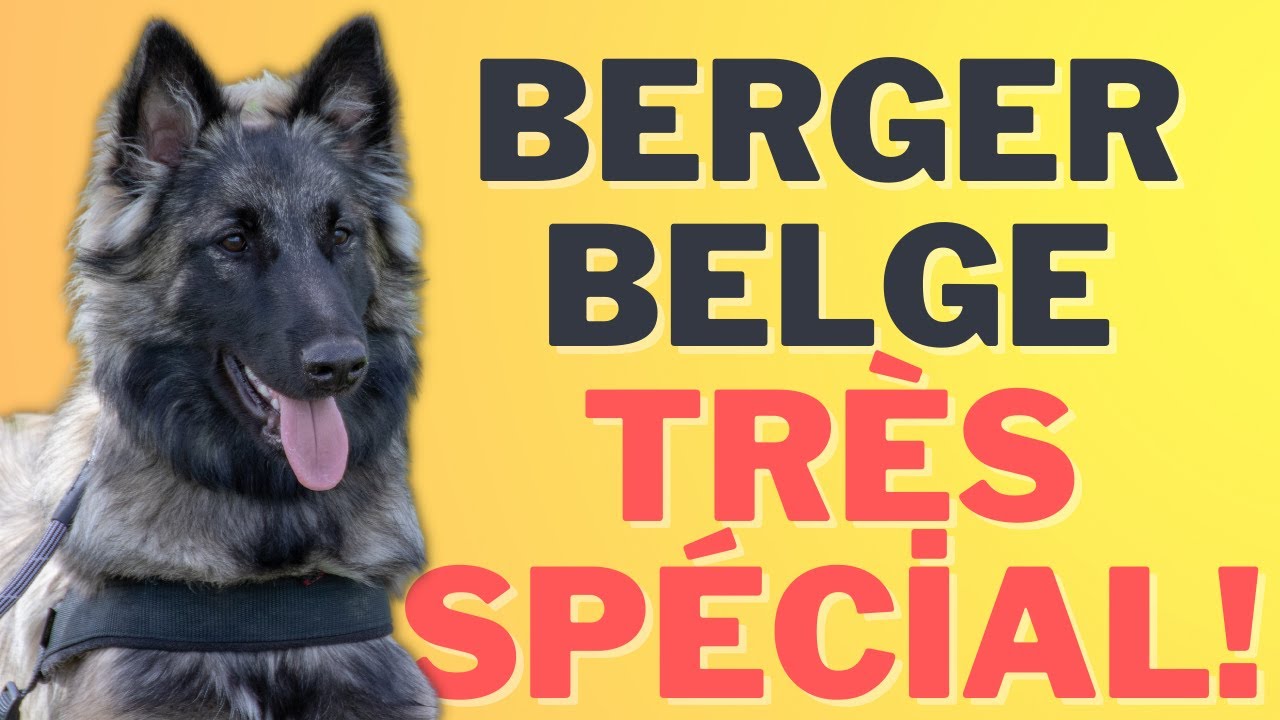 Caractéristiques De La Race De Berger Belge/Chien De Berger 🐕‍🦺