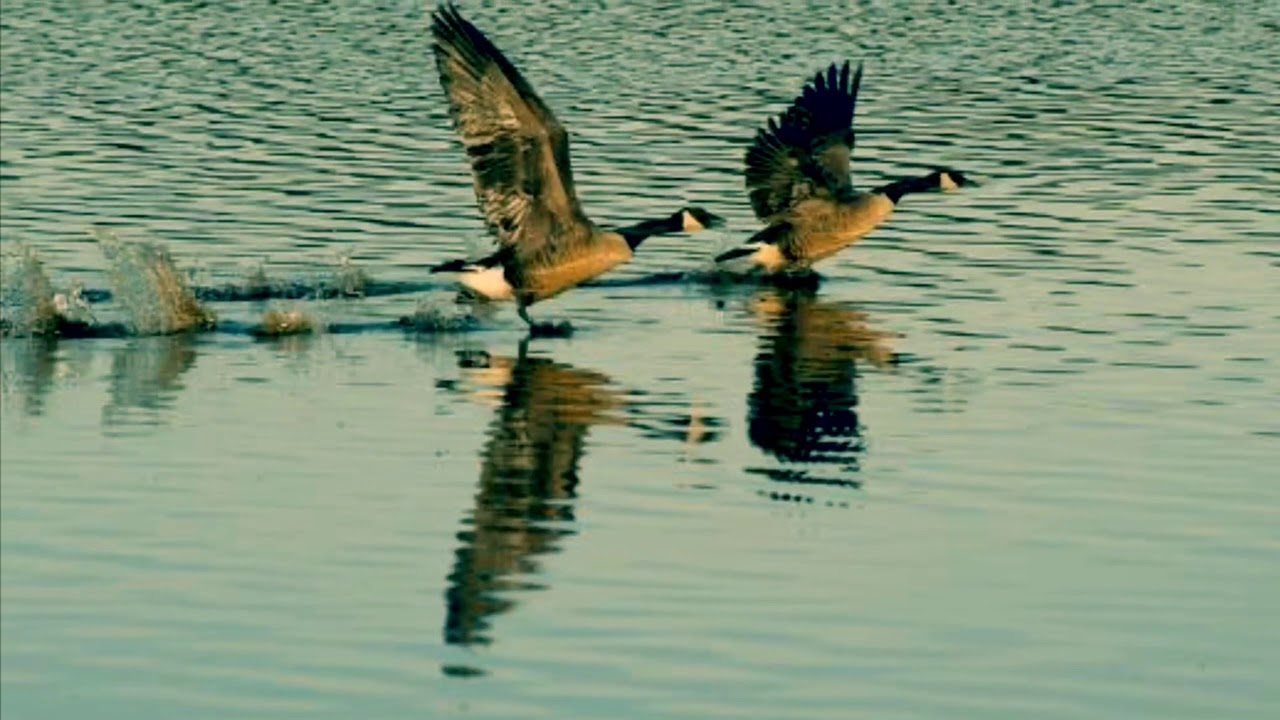Something Told the Wild Geese