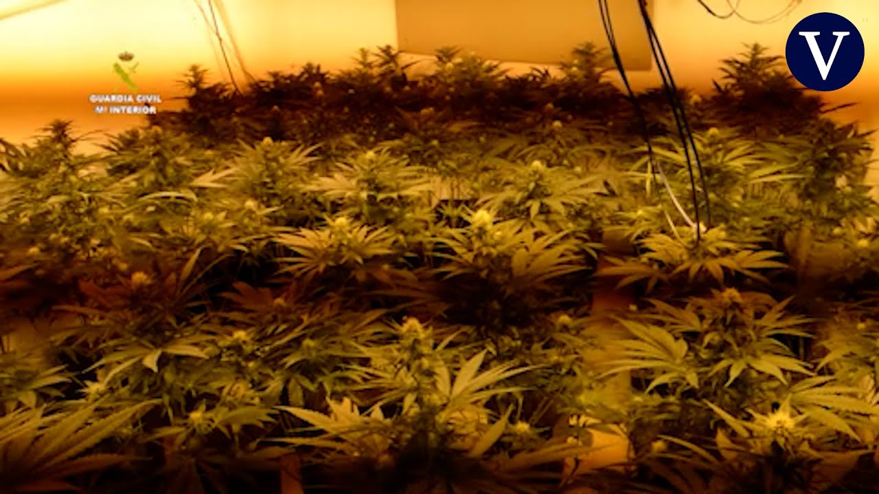 Un total de 45 detenidos tras ser intervenidas 5.677 plantas de marihuana en Almería