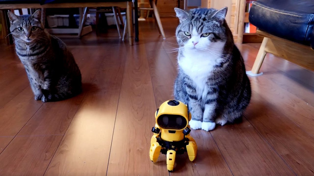 フォロとねこ。-Assembly robot and Maru&hana.-