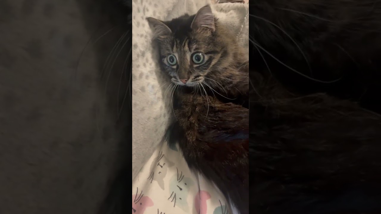 Cat always stealing my spot 